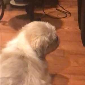 Meet your Posher, Amber